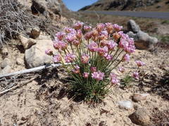 Armeria girardii