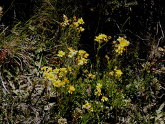 Senecio pinnatifolius alpinus