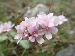 Armeria girardii