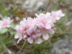 Armeria girardii