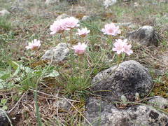 Armeria girardii