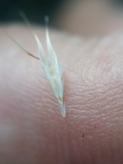 Rytidosperma racemosum