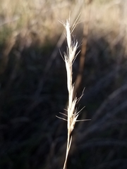 Rytidosperma racemosum