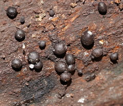 Xylaria tuberiformis