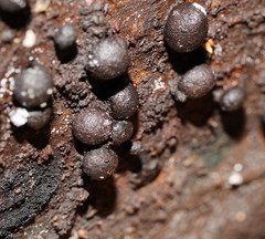 Xylaria tuberiformis