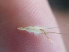 Rytidosperma racemosum