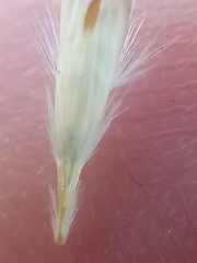 Rytidosperma racemosum