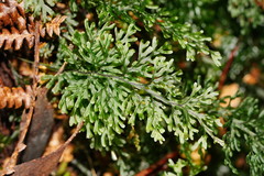Hymenophyllum australe