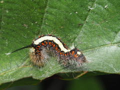 Acronicta cuspis
