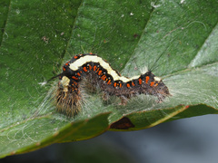 Acronicta cuspis