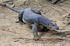 Varanus palawanensis