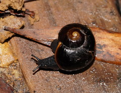 Victaphanta compacta