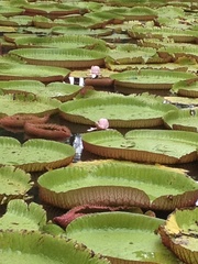 Victoria amazonica