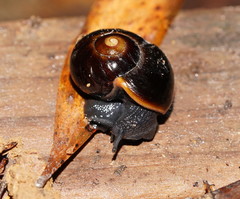 Victaphanta compacta