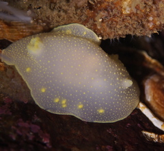 Cadlina laevis