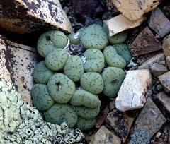 Conophytum truncatum