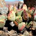 Adromischus - Photo (c) _3foxes, μερικά δικαιώματα διατηρούνται (CC BY-NC), uploaded by _3foxes