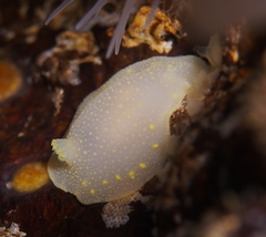 Cadlina laevis