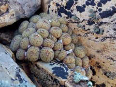 Conophytum truncatum