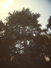 Abies cephalonica
