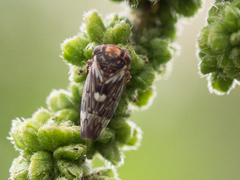 Balcanocerus larvatus