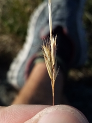 Rytidosperma clavatum