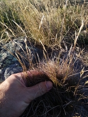 Rytidosperma clavatum