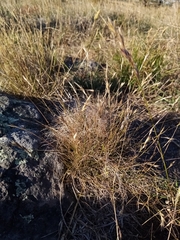 Rytidosperma clavatum