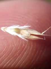 Rytidosperma clavatum