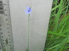 Aristea abyssinica