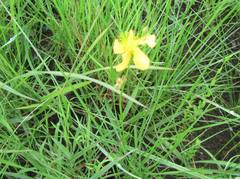 Hypericum aethiopicum