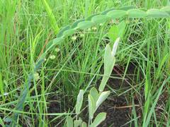Phyllanthus glaucophyllus