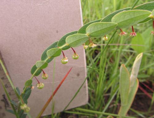 Phyllanthus glaucophyllus