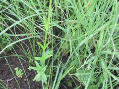 Hypericum aethiopicum