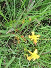 Hypericum aethiopicum