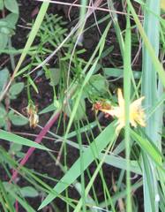 Hypericum aethiopicum