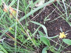 Hypericum aethiopicum