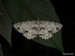 Ophthalmitis rufilauta