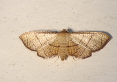 Hypolamprus ypsilon