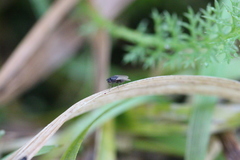 Brachycera