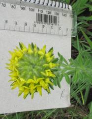 Leobordea corymbosa
