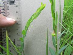 Phyllanthus glaucophyllus