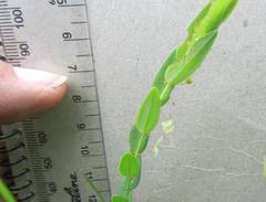 Phyllanthus glaucophyllus