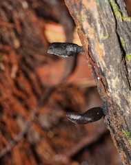 Xylaria castorea