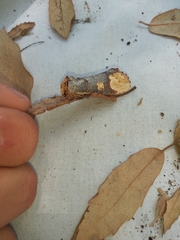 Phalera bucephaloides