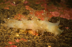 Dendronotus lacteus