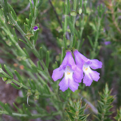 Prostanthera saxicola