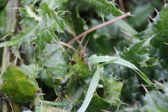 Brachycera
