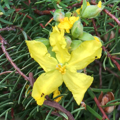 Hibbertia cistoidea