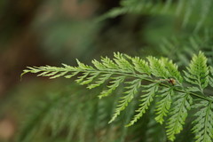 Asplenium gracillimum